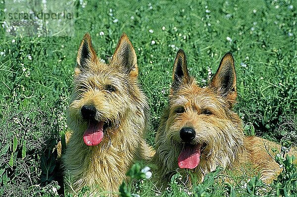 PICARDISCHER HIRTENHUND  ERWACHSENE SITZEND IM ERBSENFELD