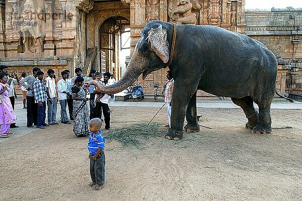 Touristen erhalten Segenswünsche vom Tempelelefanten  Brihadisvara Brihadeeswara Big Temple  Thanjavur Tanjore  Tamil Nadu  Südindien  Indien  Asien. UNESCO-Weltkulturerbe  Asien