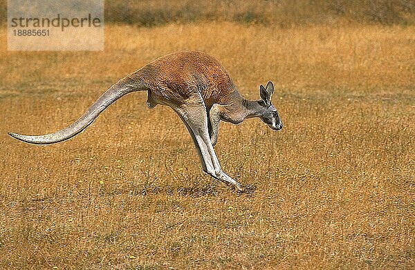 ROTES KANGARO (macropus rufus)  ERWACHSENER HOPPING  AUSTRALIEN