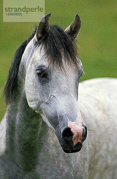Shagya-Pferd  Portrait eines Erwachsenen