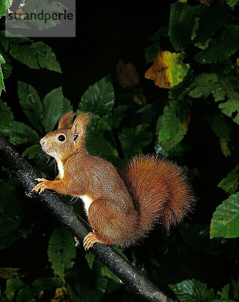 Europäisches Eichhörnchen (sciurus vulgaris)  ERWACHSENER AUF BRANCHE  Frankreich  Europa