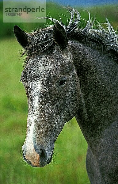 Lipizzaner-Pferd  Portrait eines Erwachsenen