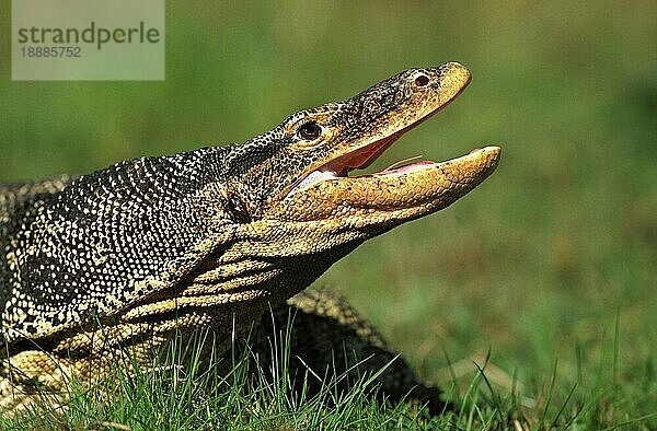 KOPFNAHBNAHME DER ERWACHSENEN WASSERMONITOR-ECHSE (varanus salvator)  GEÖFFNETER MUND