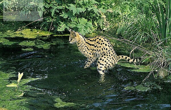 SERVAL (leptailurus serval)  ERWACHSENE JAGEN IM WASSER