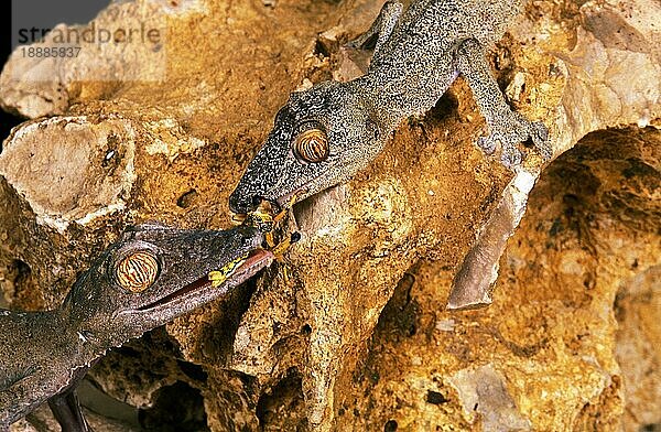 Blattschwanzgecko (uroplatus) fimbriatus  Erwachsener frisst Grashüpfer