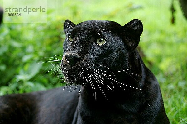 Schwarzer Panther (panthera pardus)  Portrait eines Erwachsenen