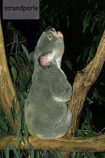 KOALA (phascolarctos cinereus)  ERWACHSENER RUFBEANTWORTER