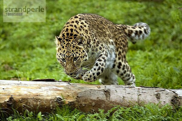 Amur Leopard (panthera pardus orientalis)  Erwachsener springt über Baumstamm