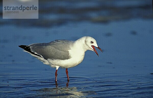 Hartlaub's Möwe  larus hartlaubii  Erwachsener auf Nahrungssuche am Strand  Südafrika