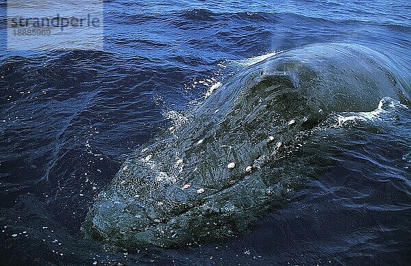 HUMPBACK-WAL (Megaptera novaeangliae)  ERWACHSENER AN DER OBERFLÄCHE  ALASKA