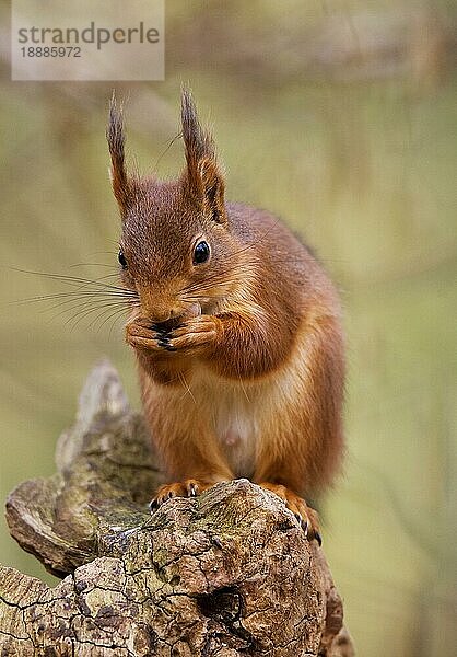 Rotes Eichhörnchen (sciurus vulgaris)  Erwachsener frisst Haselnuss  Normandie