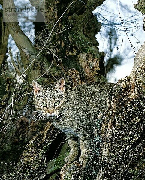 Hauskatze  erwachsen  stehend im Baum