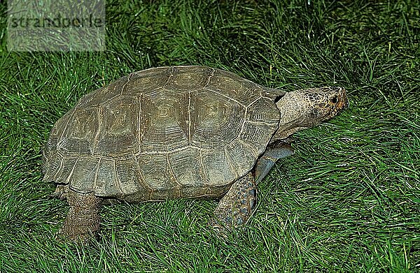Schildkröte  Erwachsene