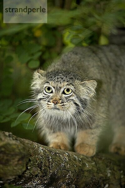 Manul (otocolobus manul) oder Pallas-Katze  Erwachsener auf Ast