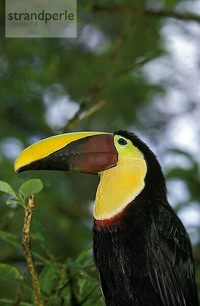 Chestnut Mandibled Toucan  ramphastos swainsonii  Portrait eines Erwachsenen  Costa Rica  Mittelamerika