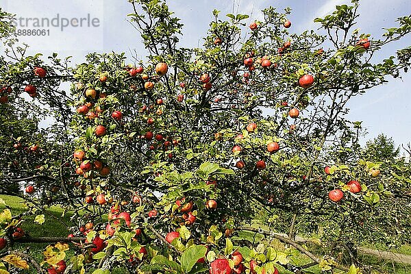Streuobstwiese Apfelbaum mit Äpfel apfel  äpfel  apfelbaum  kulturapfel (malus domestica)  malus  apples  crabapples  pommier