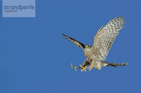 EUROPÄISCHER SPARROWHAWK (accipiter nisus)  ERWACHSENER IM FLUG