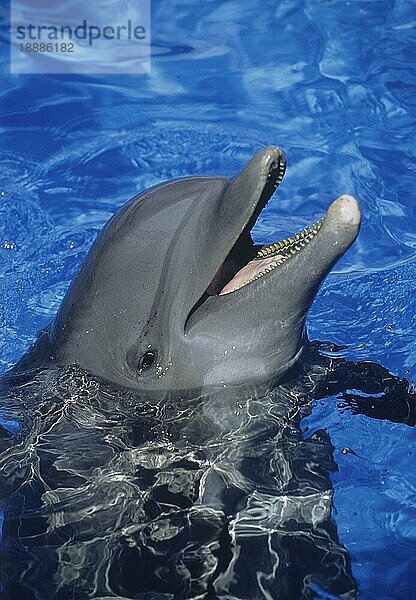 Großer Tümmler (tursiops truncatus)  ERWACHSENE MIT OFFENEM MÜNDE