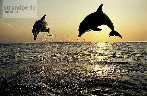 Großer Tümmler (tursiops truncatus)  Sprung bei Sonnenuntergang  Honduras  Mittelamerika