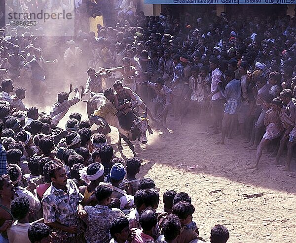 Das Jallikattu Bullenbändigen ist Teil des tamilischen Erntedankfestes Pongal. Junge Männer jagen den Bullen und versuchen  ihm das Tuch/das Geld zu entreißen  das er sich an die Hörner gebunden hat  um ihre Tapferkeit zu beweisen  Madutai  Tamiol Nadu  Indien  Asien