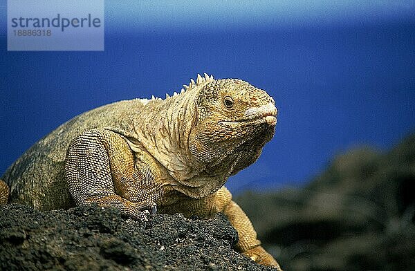 Galapagos-Landleguan (conolophus subcristatus)  Erwachsener auf Felsen