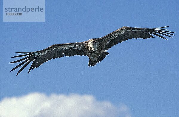 Gänsegeier (gyps fulvus)  Erwachsener im Flug gegen blauen Himmel