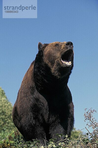 BRAUNBÄR (ursus arctos)  ERWACHSENER MIT OFFENEM MÄULCHEN