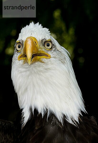 Weißkopfseeadler (haliaeetus leucocephalus)  PORTRAIT EINES ERWACHSENEN