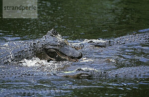 Amerikanischer Alligator  alligator mississipiensis  Erwachsener Kampf