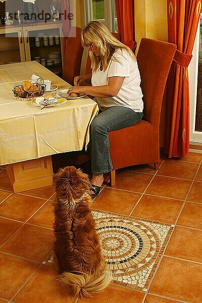 Frau mit Mischlingshund  Hund bettelt bei Tisch