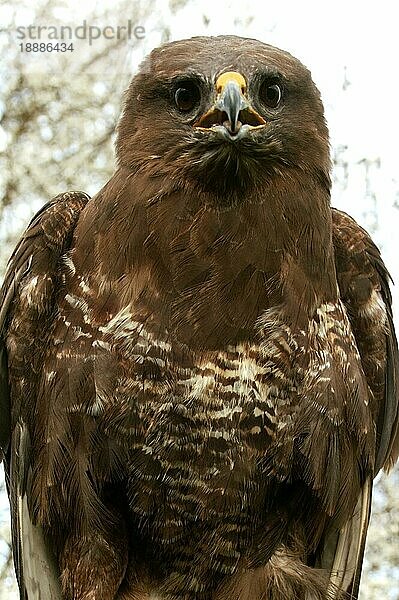 Mäusebussard (buteo buteo)  Erwachsener  Normandie