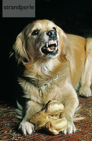 Hund mit Knochen in Verteidigungshaltung