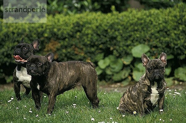 Französische Bulldogge  Erwachsene stehend auf Gras