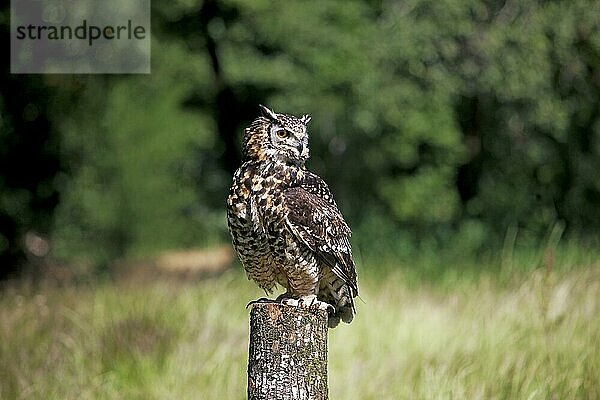 Kapuhu (bubo capensis)  ERWACHSENER AUF POST BESETZT