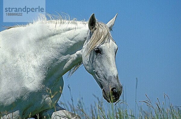 Lusitano Pferd  Porträt eines Erwachsenen gegen blauen Himmel