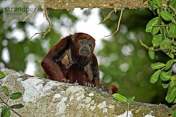 Roter Brüllaffe (alouatta seniculus)  Erwachsener im Baum  Los Lianos in Venezuela