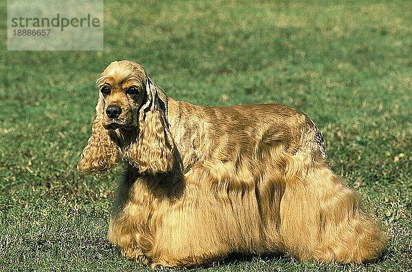 American Cocker Spaniel  Erwachsener stehend auf Gras