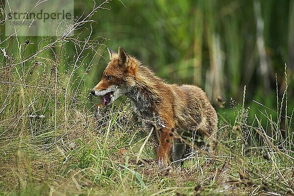 Rotfuchs (vulpes vulpes)  erwachsen  tötet einen Fasan (phasianus colchicus)  Normandie