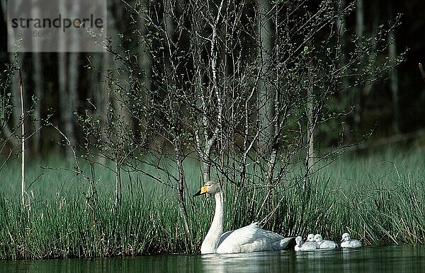 Whooper Swan with chicks  Tiveden  Sweden (Cyngus cygnus)  Singschwan mit Küken  Tiveden  Schweden  Europa