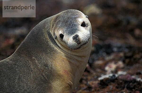 Australischer Seelöwe (neophoca cinerea)  Porträt eines Erwachsenen  Australien  Ozeanien