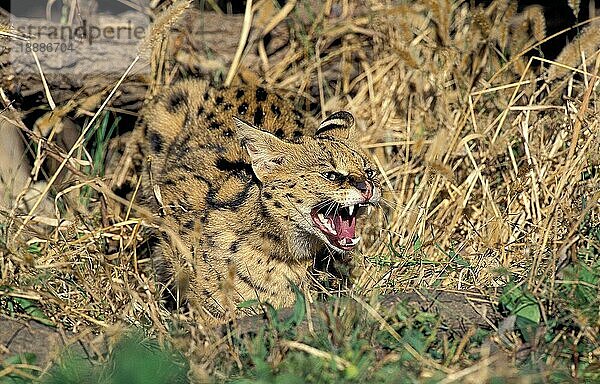 SERVAL (leptailurus serval)  ERWACHSENER SCHNARREN  VERTEIDIGUNGSHALTUNG