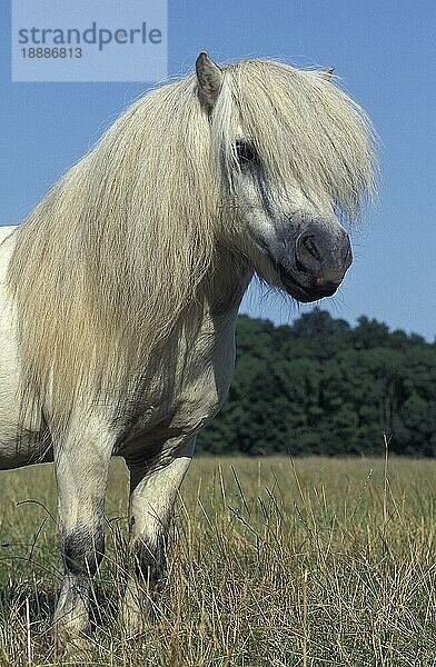 SHETLANDPONY  ERWACHSEN  STEHEND AUF GRAS