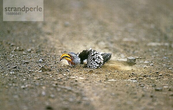 Gelbschnabeltoko (tockus flavirostris)  Erwachsener beim Staubbad  Kenia  Afrika