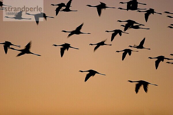 Rosaflamingos (Phoenicopterus ruber roseus) in der Abenddämmerung  Namibia  Afrika