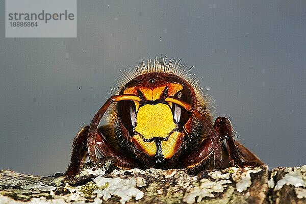 Hornet  vespa crabo  Erwachsene  Normandie