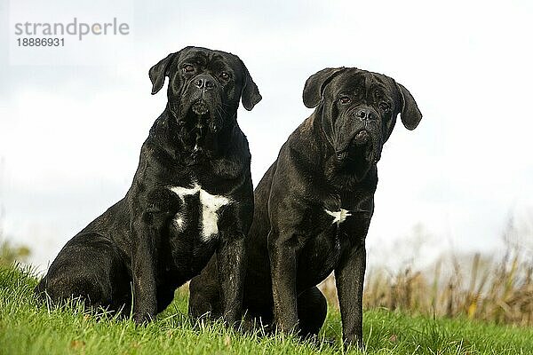 CANE CORSO  EINE HUNDERASSE AUS ITALIEN  PAAR ERWACHSENE SITZEN AUF GRAS