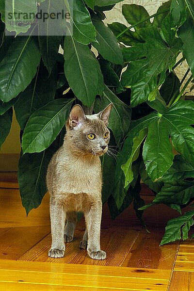 Blaue birmanische Hauskatze  erwachsen  stehend in der Nähe von Grünpflanzen