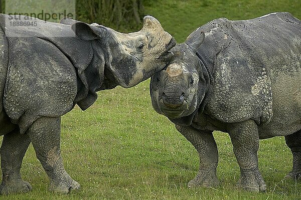 Indisches Nashorn (rhinoceros unicornis)  Paar