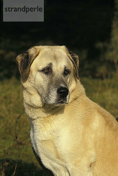 Anatolischer Hirtenhund  Porträt eines Erwachsenen