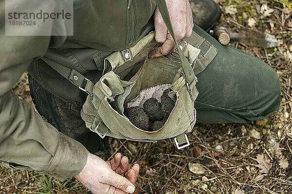 Perigord-Trüffel  Perigordtrueffel  Perigord-Trüffel  Perigordtrüffel  Schwarze Trüffel  Schwarze Trüffel  Pilze  TRUFFLE GATHERING  DROME IN SOUTH EAST OF Frankreich